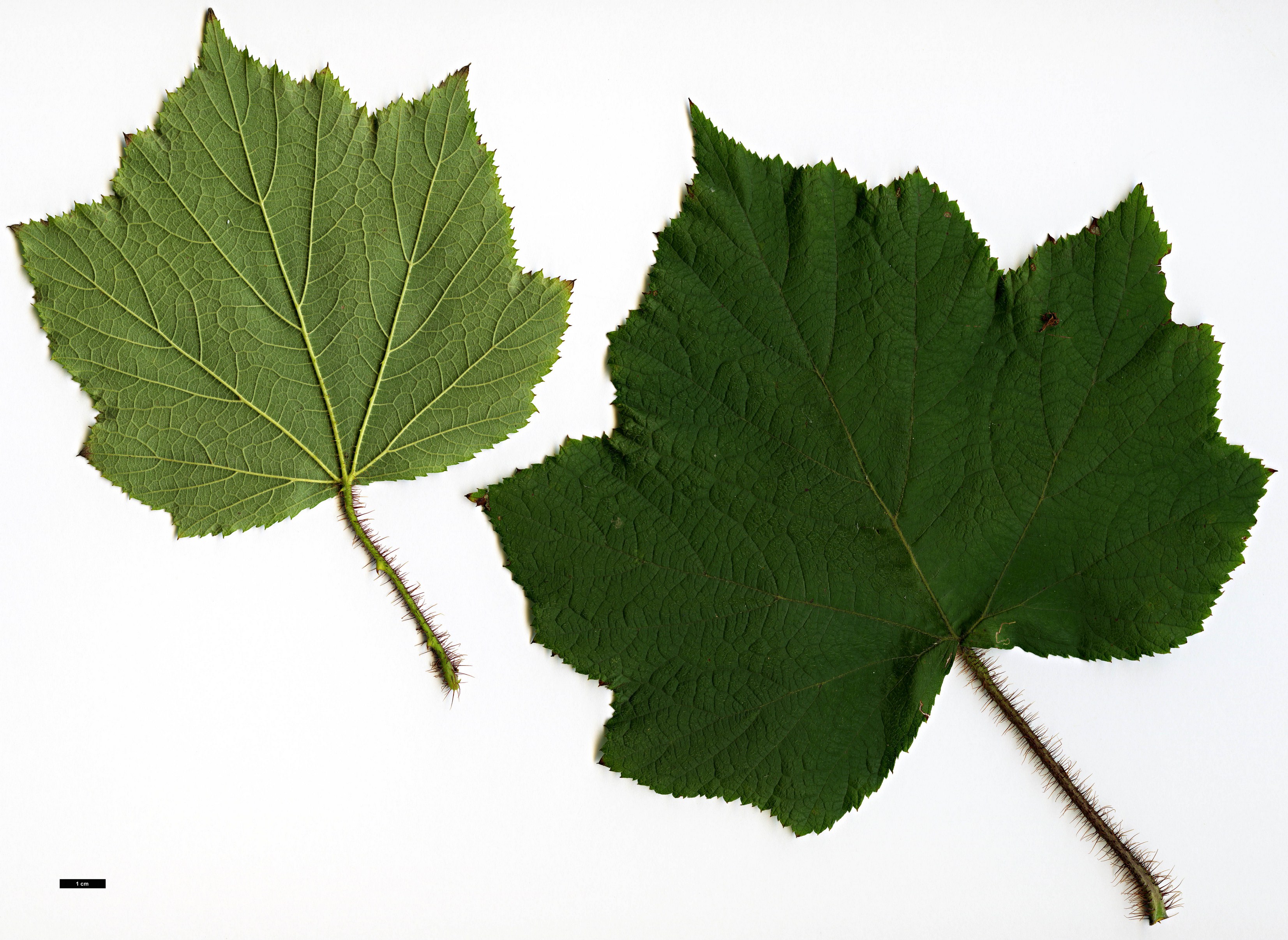 High resolution image: Family: Rosaceae - Genus: Rubus - Taxon: parkeri